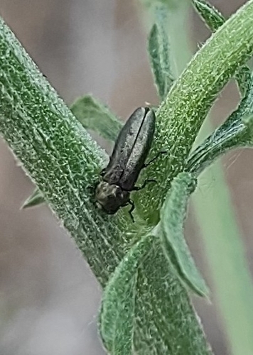 Meliboeus graminis