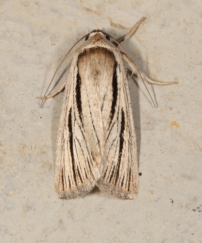 iNaturalist observation photo of Sympistis nigrocaput