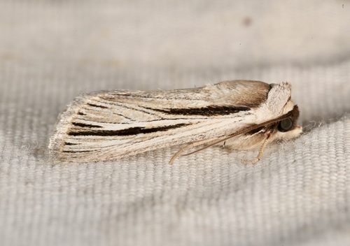 iNaturalist observation photo of Sympistis nigrocaput