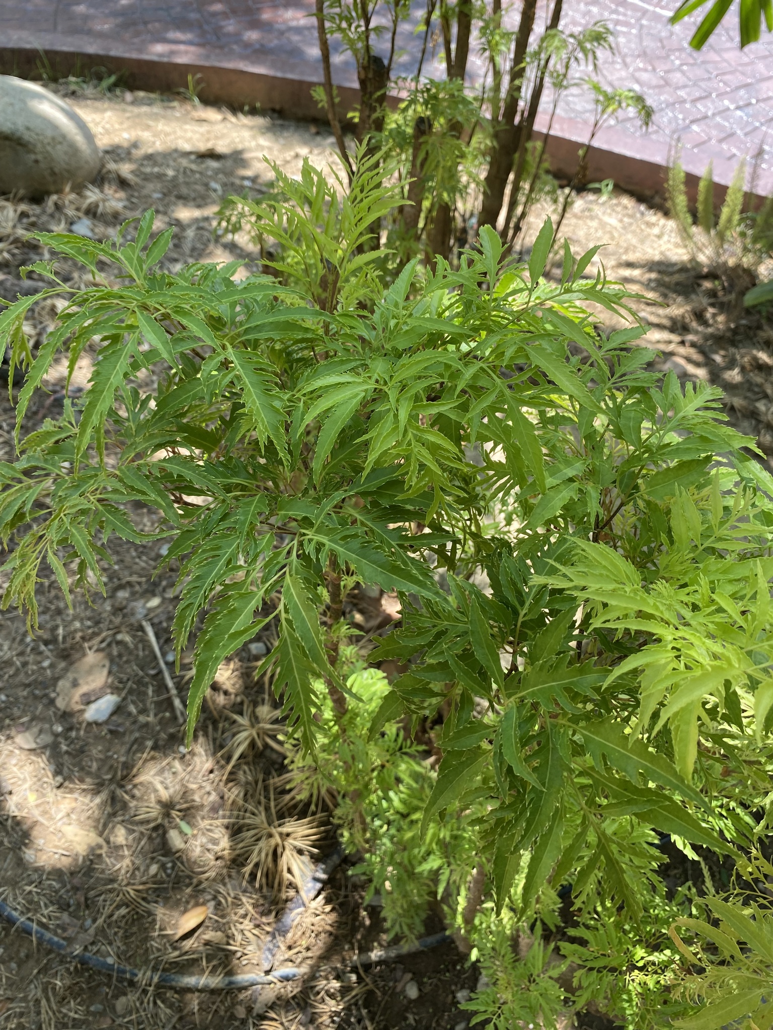 Imagem de Bonsai-Havaí
