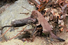 Mustela
