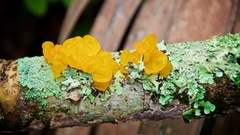 Tremella mesenterica image