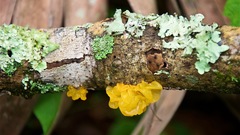 Tremella mesenterica image