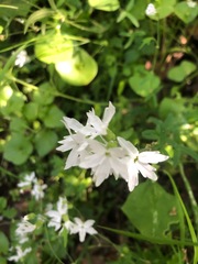 Lithophragma heterophyllum