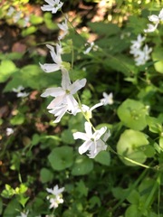 Lithophragma heterophyllum