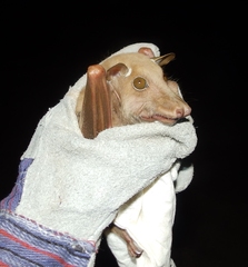 Epomophorus crypturus