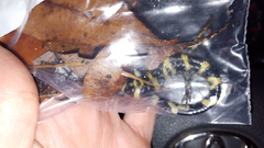 Ambystoma annulatum
