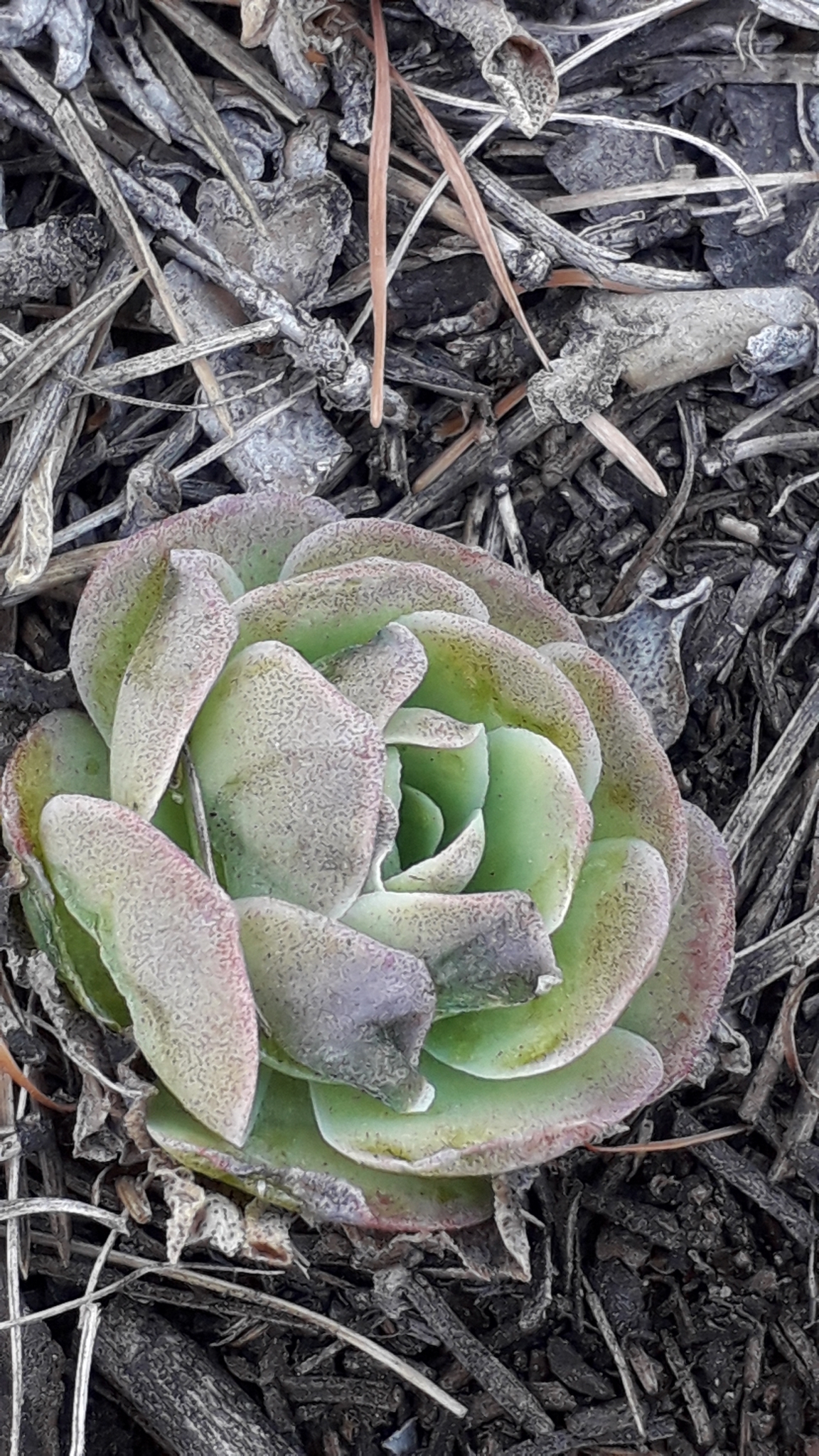 Imagem de Orostachys malacophylla não possui um nome popular amplamente reconhecido no Brasil