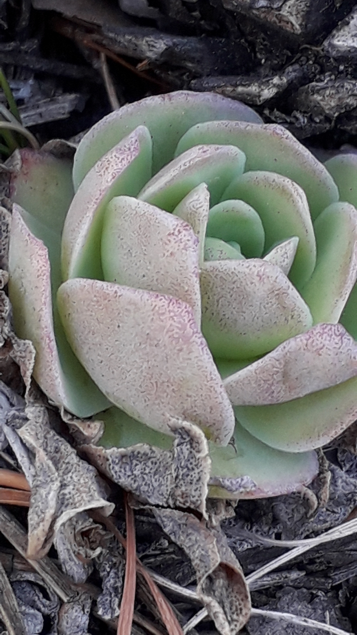 Imagem de Orostachys malacophylla não possui um nome popular amplamente reconhecido no Brasil