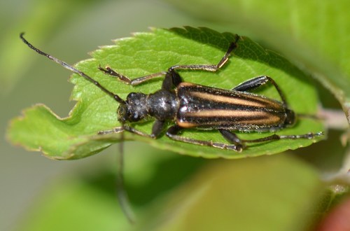 Typical Long-horned Beetle