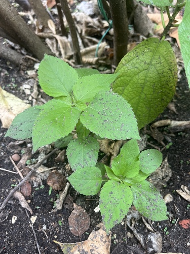 Acalypha lanceolata observed 2024-05-20
