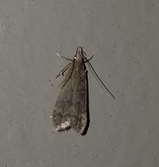 Dichomeris punctidiscellus