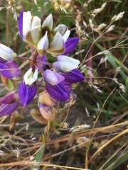 Lupinus nanus