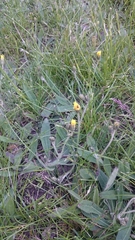 Pilosella piloselloides