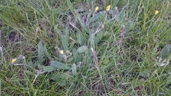 Pilosella piloselloides