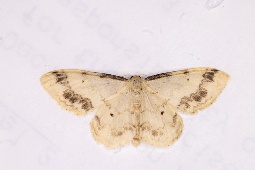 Treble Brown-spot