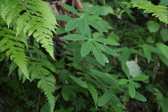 Daphne pseudomezereum