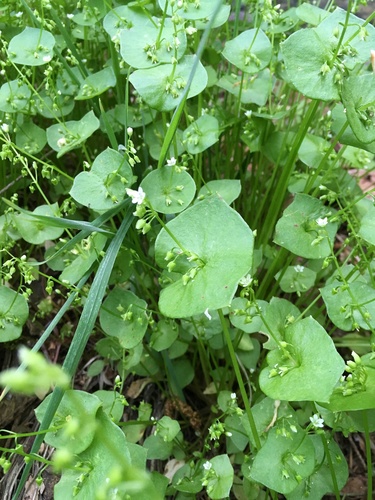 miner's lettuce (Claytonia perfoliata)