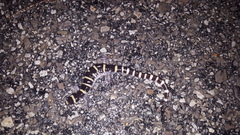 Ambystoma annulatum