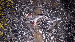 Ambystoma annulatum