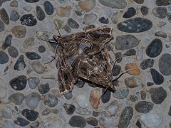 Paracymoriza vagalis