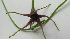 Oxypetalum harleyi