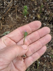 Eriastrum filifolium
