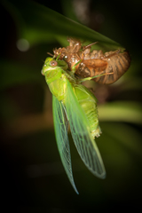 Chremistica ochracea