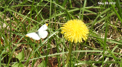 Anthocharis scolymus