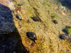 Littorinimorpha