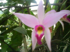 Laelia anceps