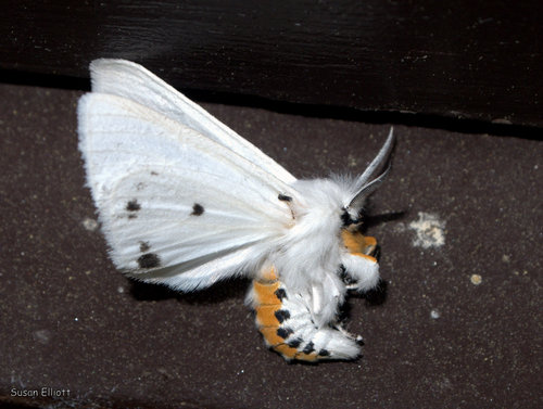 Virginian Tiger Moth, photo 8 of 10