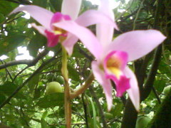 Laelia anceps