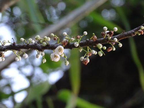 Eurya chinensis, photograph 1
