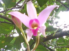 Laelia anceps