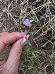 Clarkia delicata
