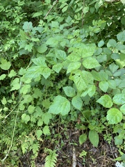 Angelica gigas
