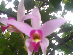 Laelia anceps