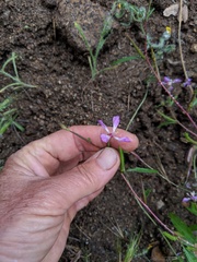 Clarkia delicata