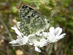 Melanargia russiae