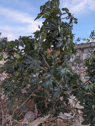 castor bean