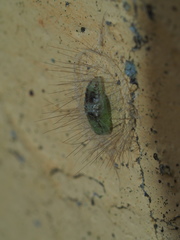 Notata parva