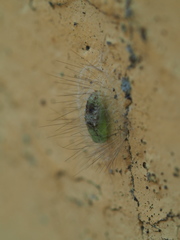 Notata parva