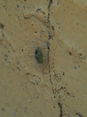 Notata parva