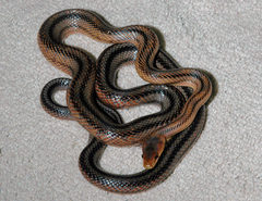 Pantherophis bairdi