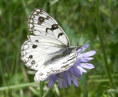 Melanargia arge