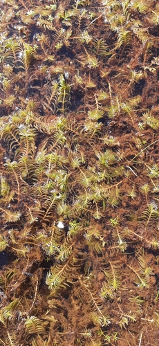 Image of Groenlandia densa by (c) Christoph Moning, some rights reserved (CC BY)