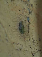 Notata parva