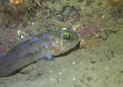 Fries's Goby photo 5