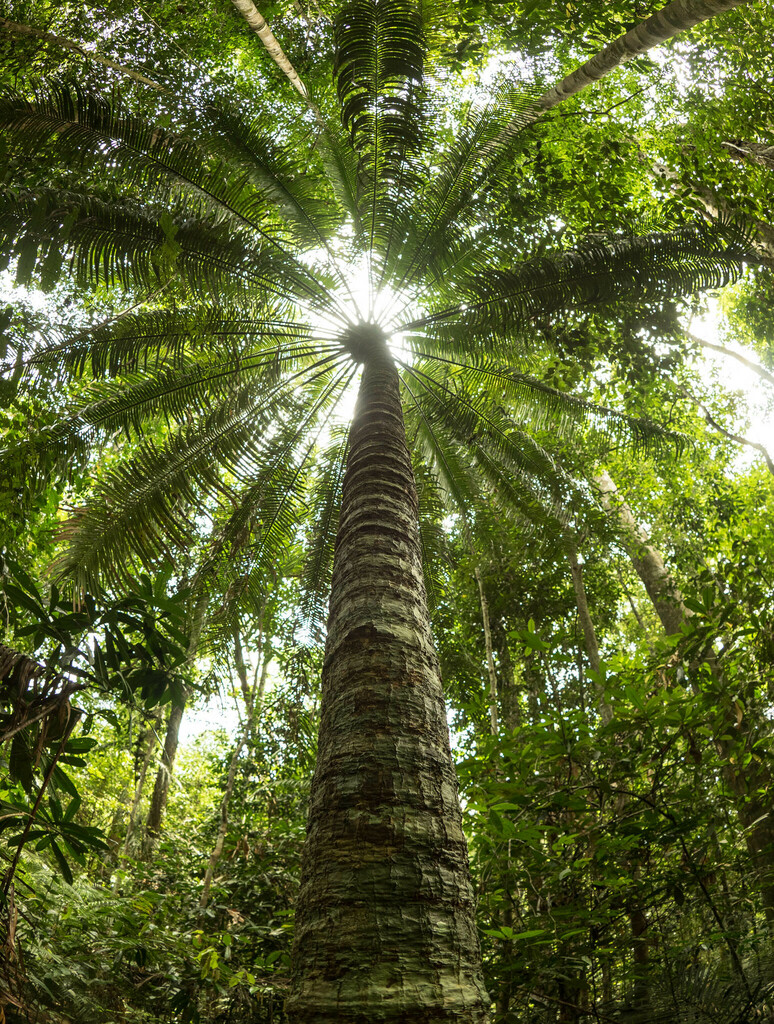 Cycas macrocarpa (Fern Sago)